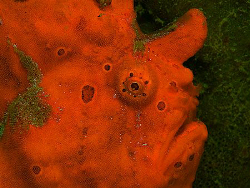 Frogfish, Secret Bay by Doug Anderson 